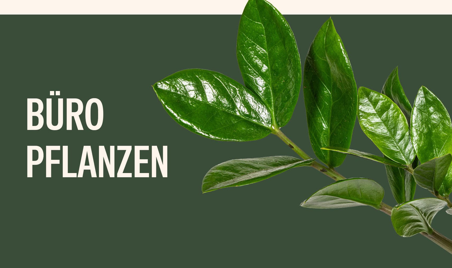 Büropflanzen