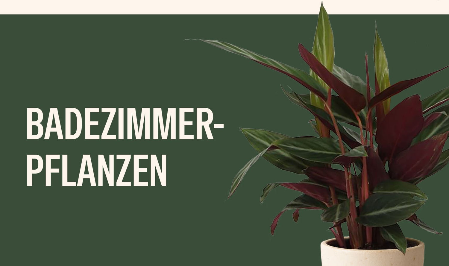 Badezimmerpflanzen
