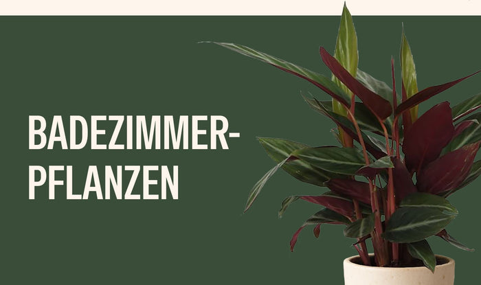 Badezimmerpflanzen