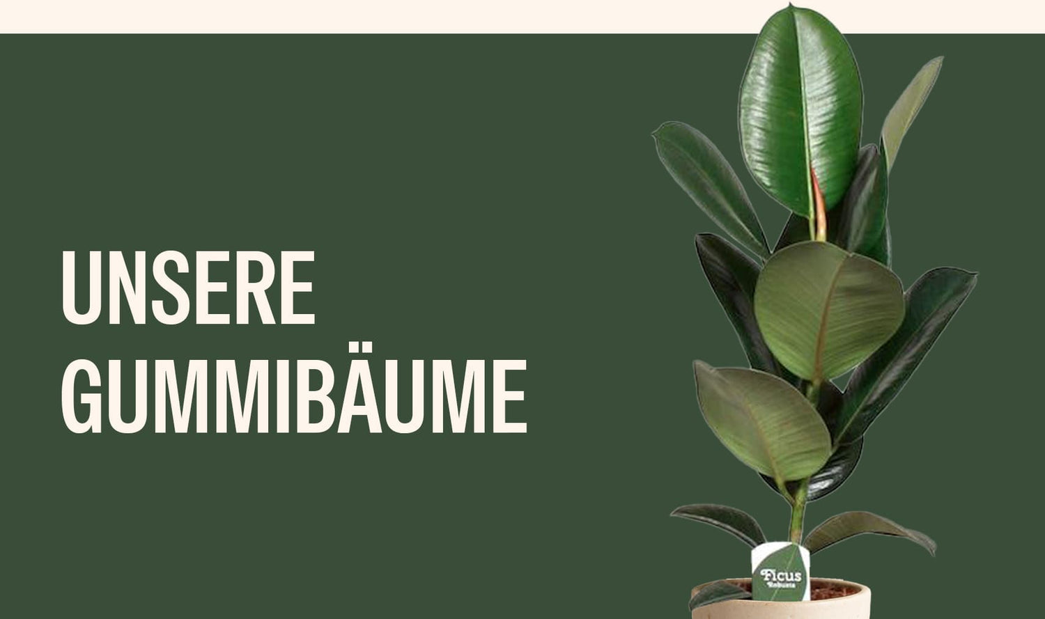 Gummibaum