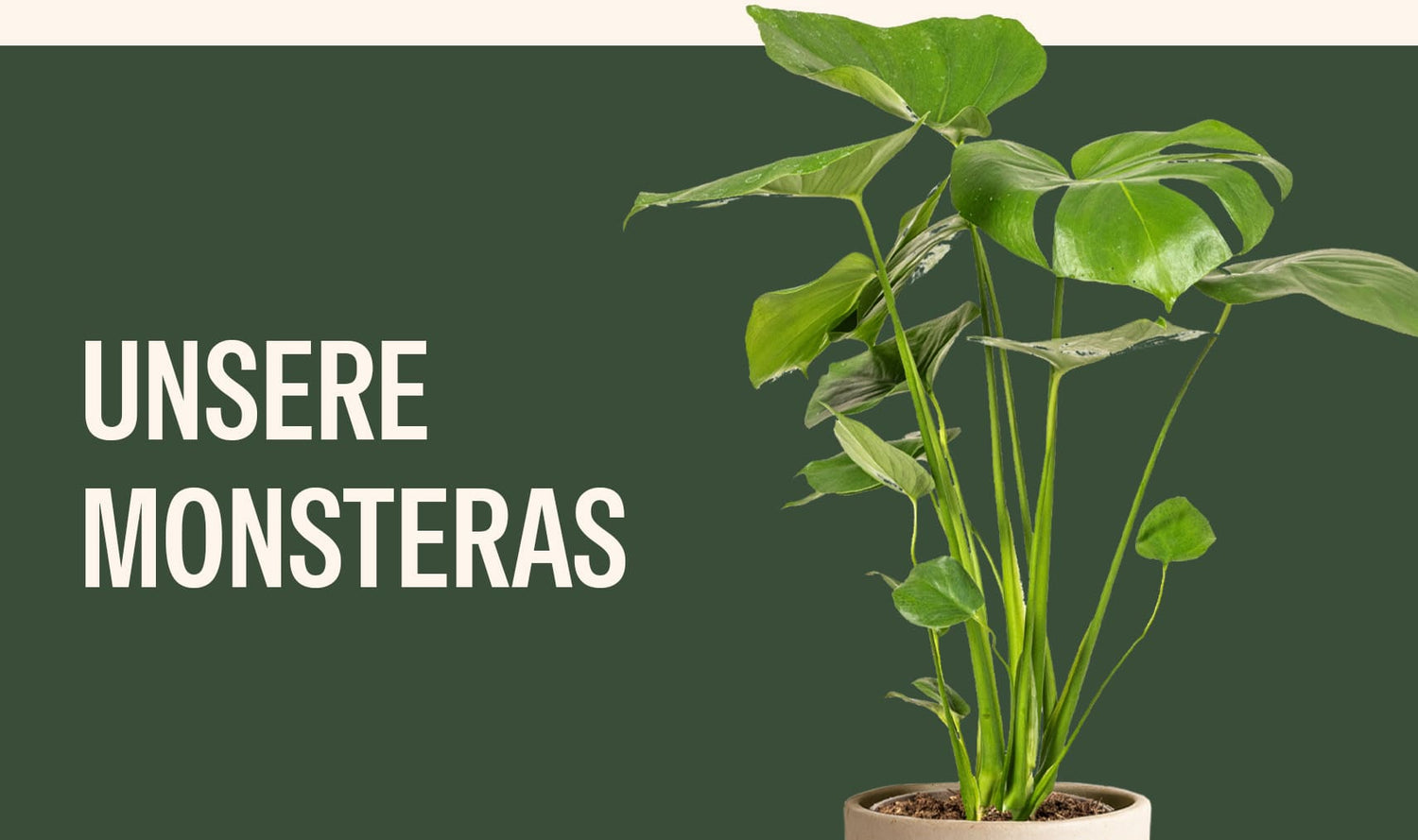 Monstera
