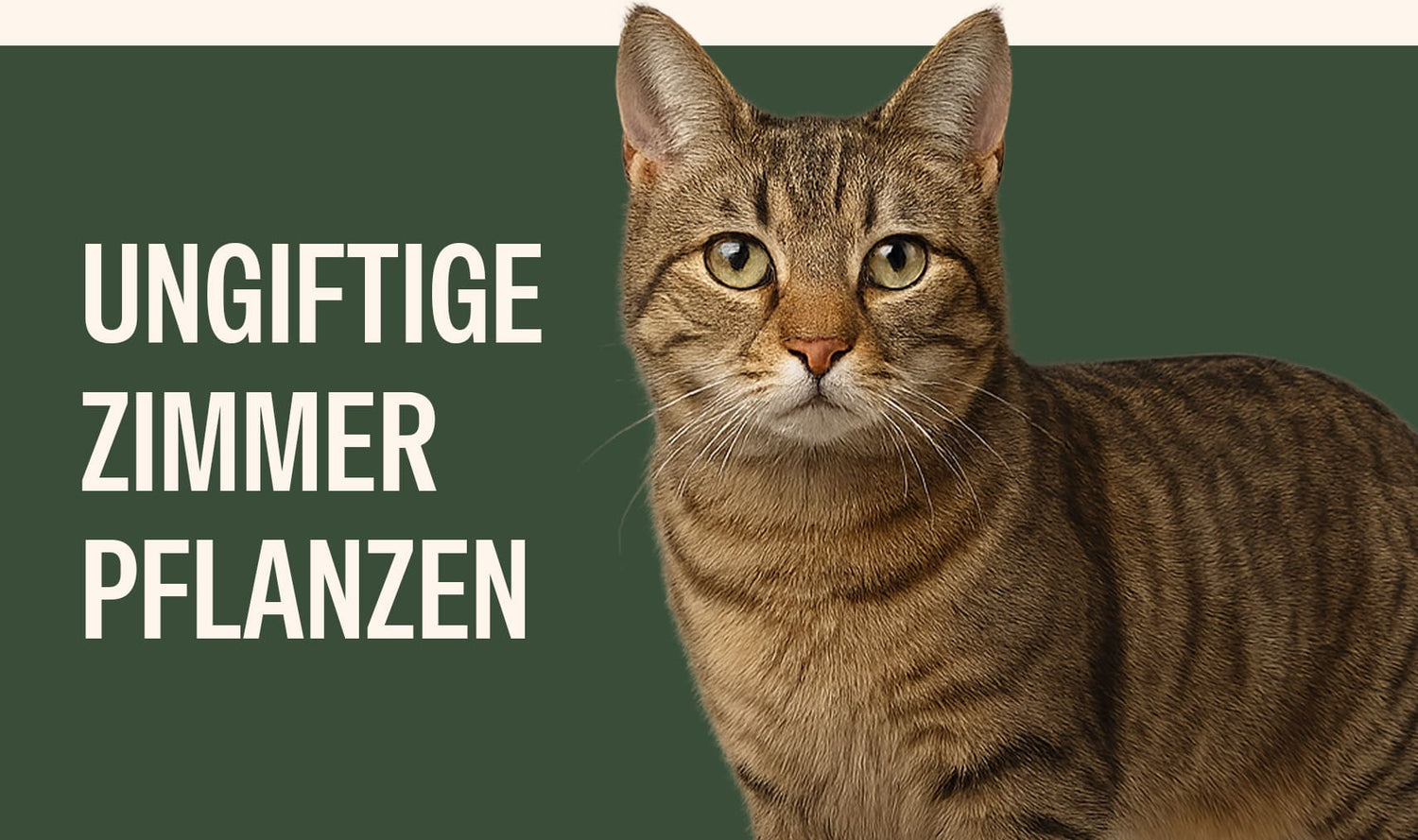 Ungiftige Zimmerpflanzen für Katzen