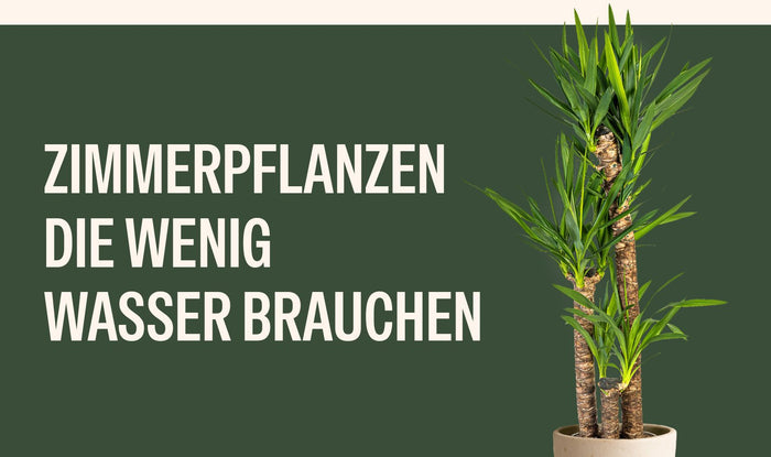 Zimmerpflanzen, die wenig Wasser brauchen