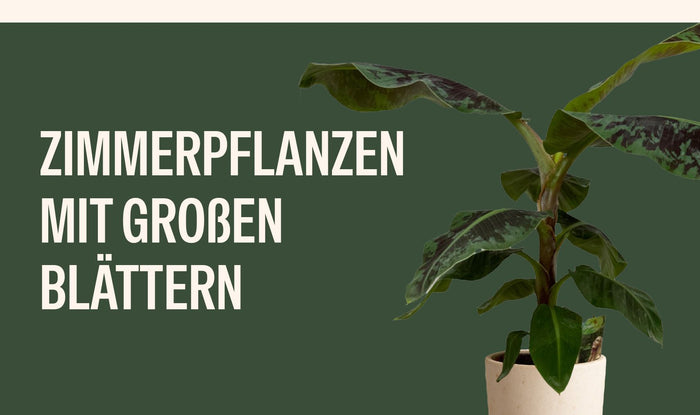 Zimmerpflanzen mit großen Blättern