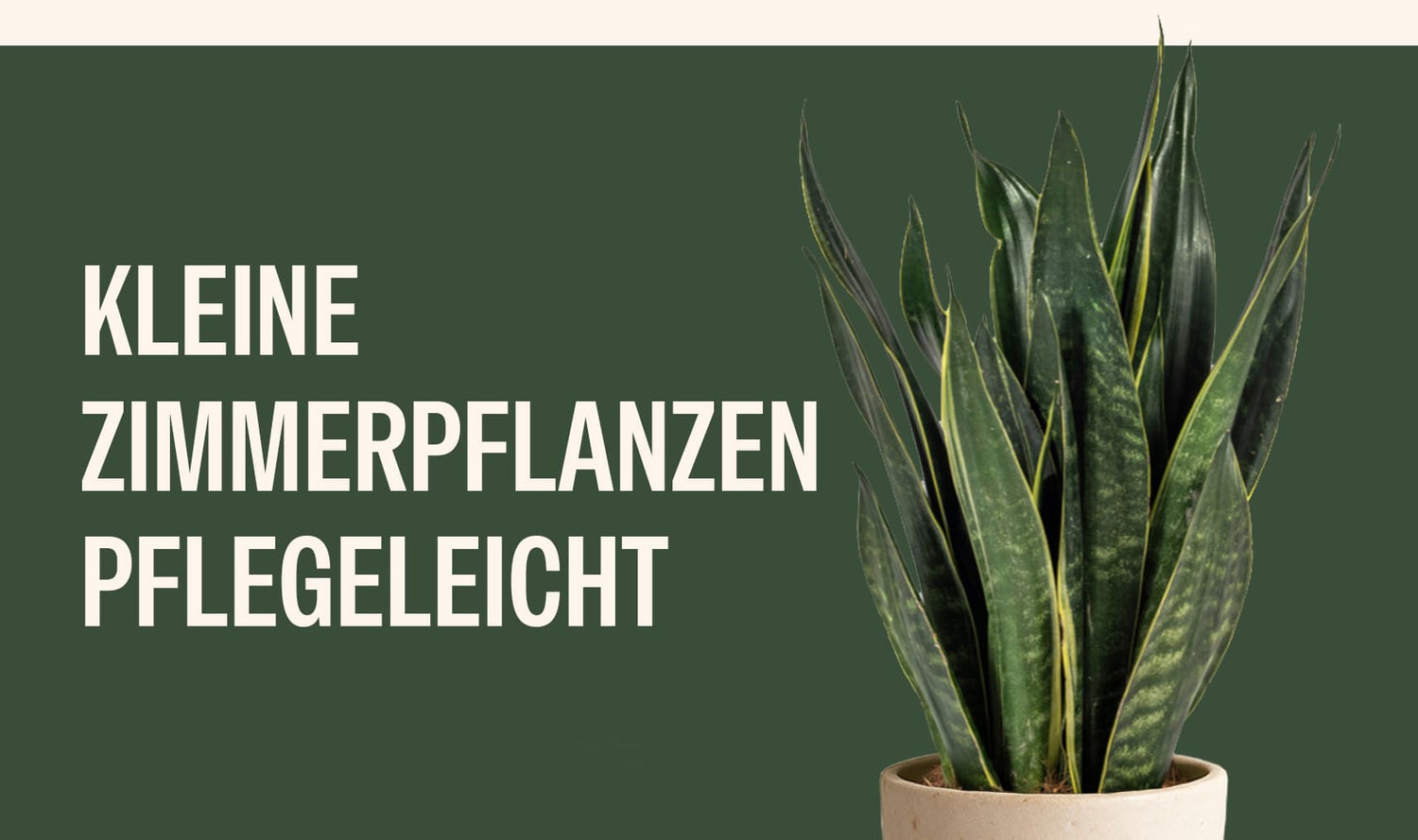 Kleine Zimmerpflanzen pflegeleicht