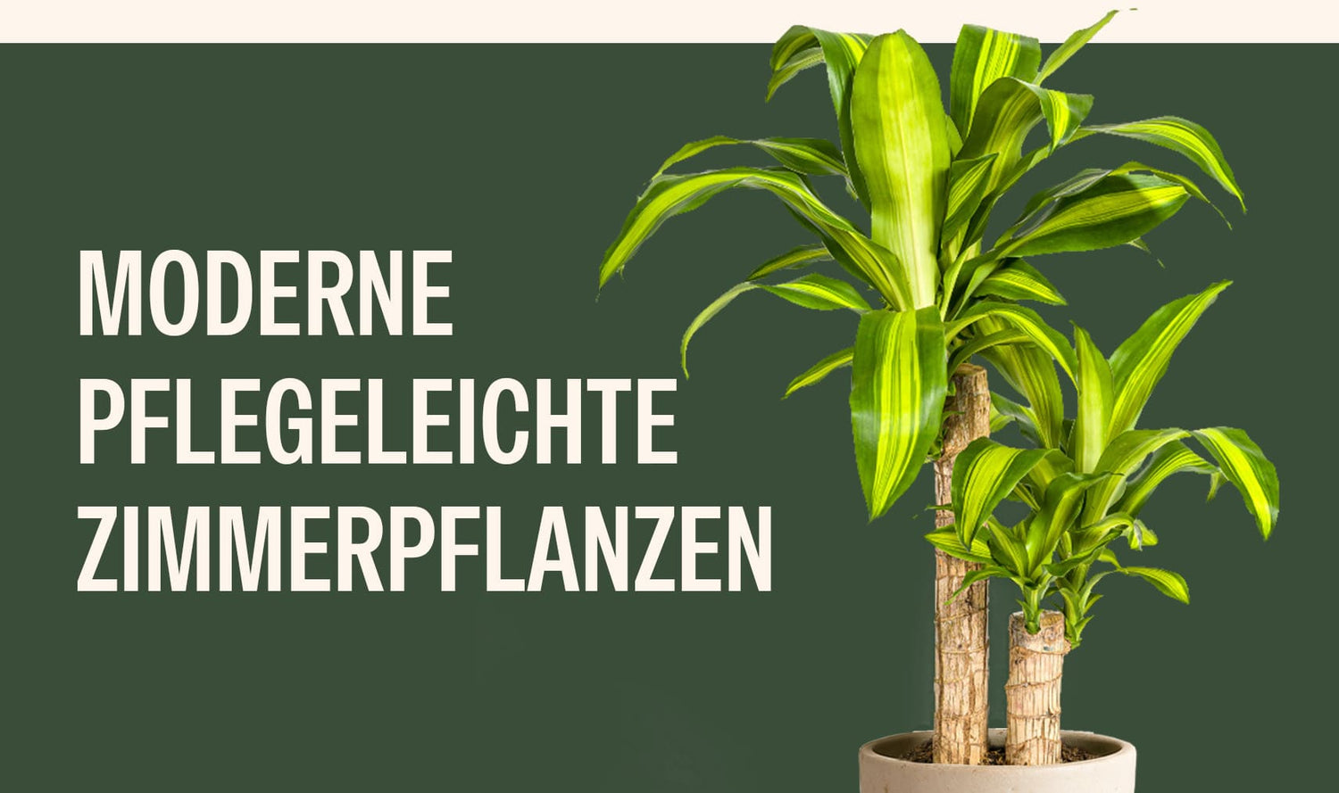 Moderne pflegeleichte Zimmerpflanzen