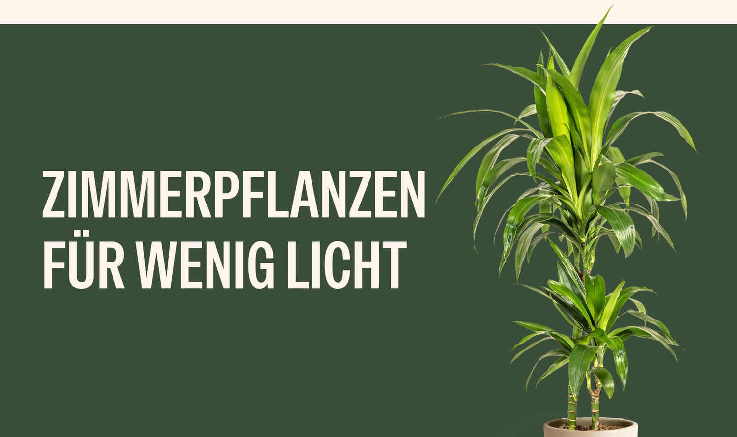 Zimmerpflanzen für wenig Licht