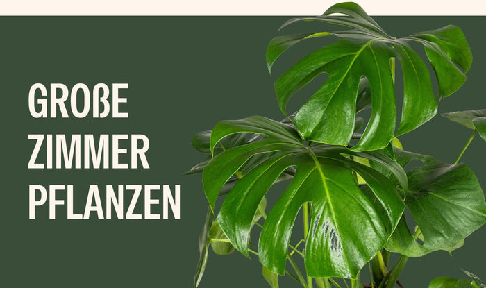 Große Zimmerpflanzen