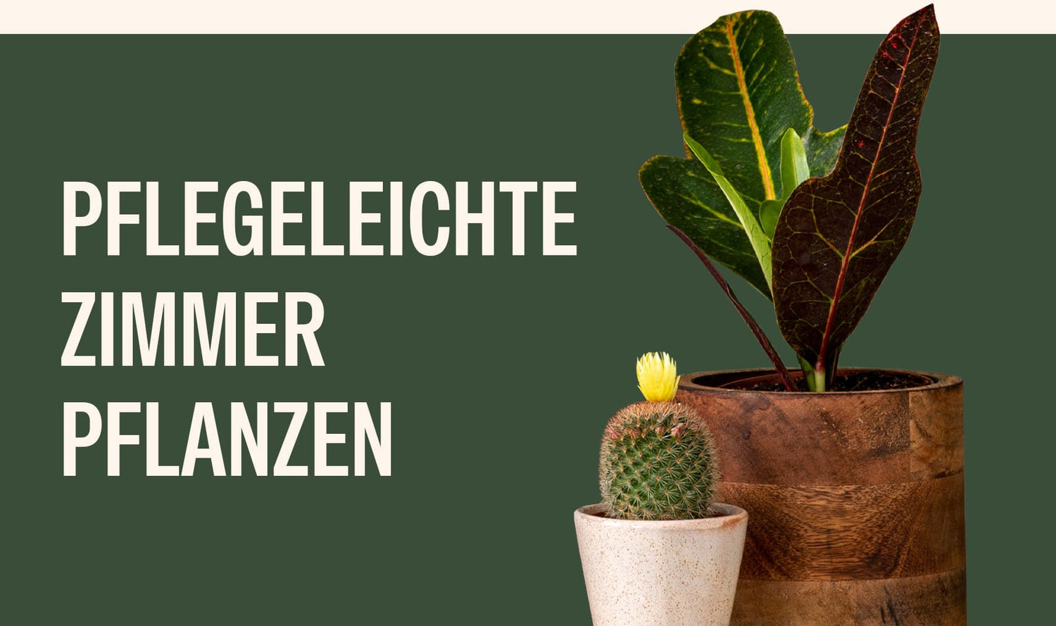 Pflegeleichte Zimmerpflanzen