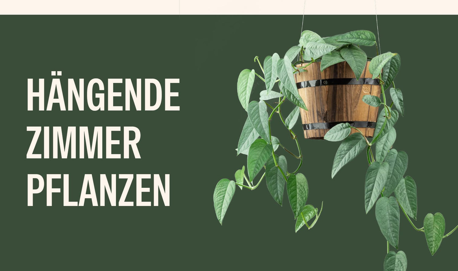 Hängende Zimmerpflanzen