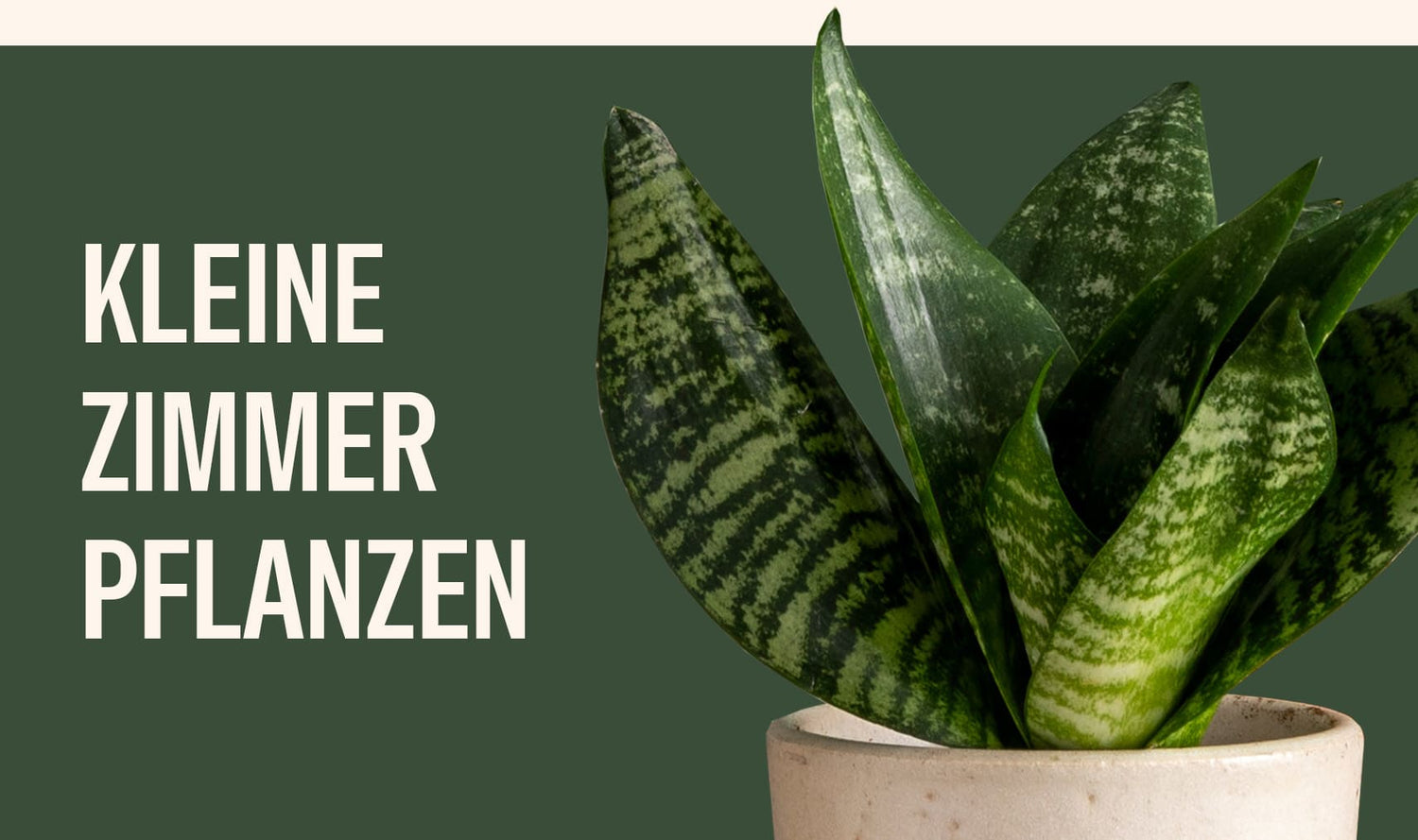 Kleine Zimmerpflanzen