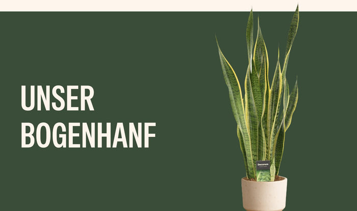 Bogenhanf Laurentii im hellen Topf neben dem Schriftzug Unser Bogenhanf