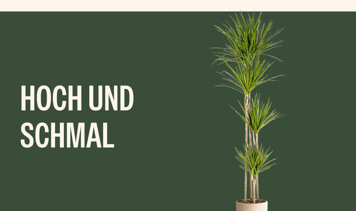 Hohe, schmale Zimmerpflanzen