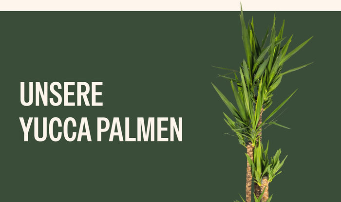 Unsere Yucca Palmen: Große Yucca mit drei Stämmen im hellen Topf