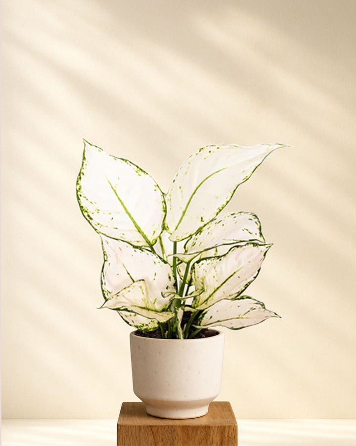 Aglaonema White Joy