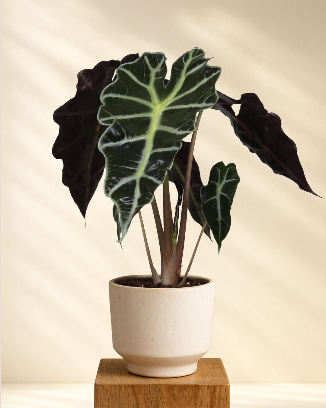 Produktbild Alocasia Amazonica Polly