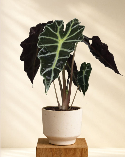 Produktbild Alocasia Amazonica Polly