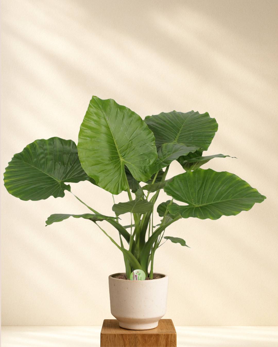 Alocasia Gageana California mit großen Blättern im hellen Topf