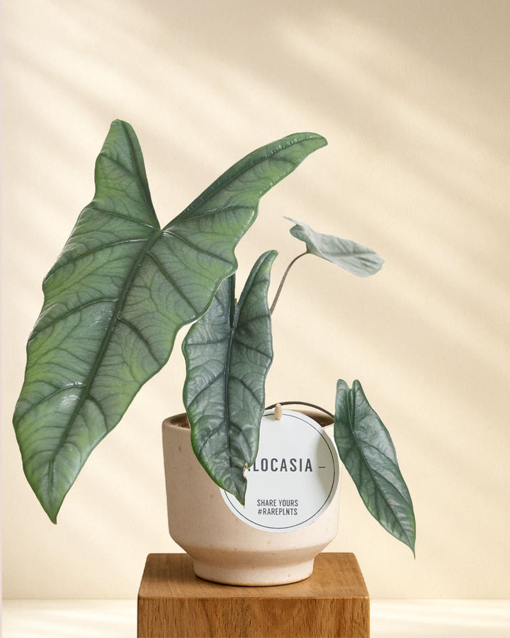 Alocasia Heterophylla