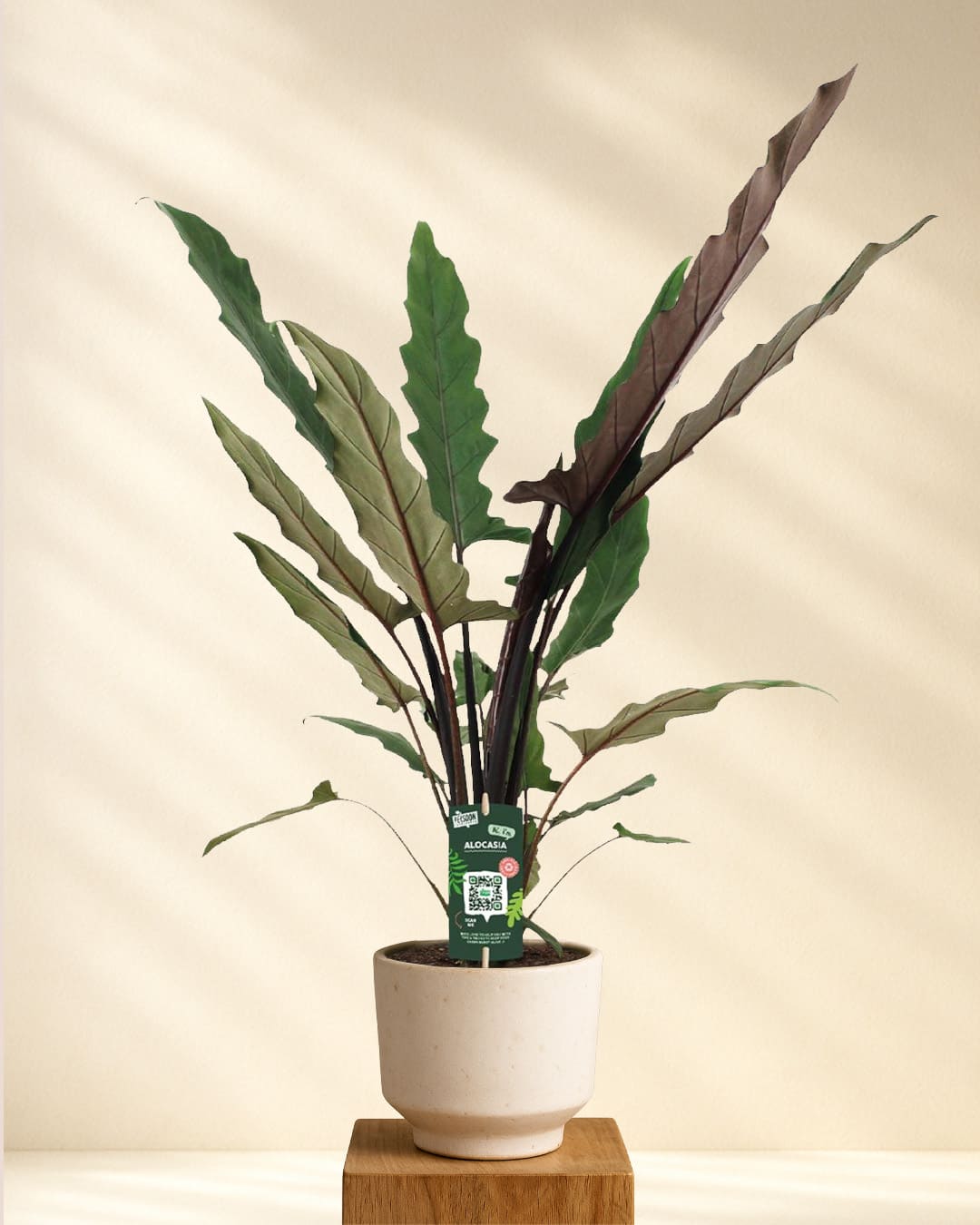 Produktbild Alocasia Lauterbachiana
