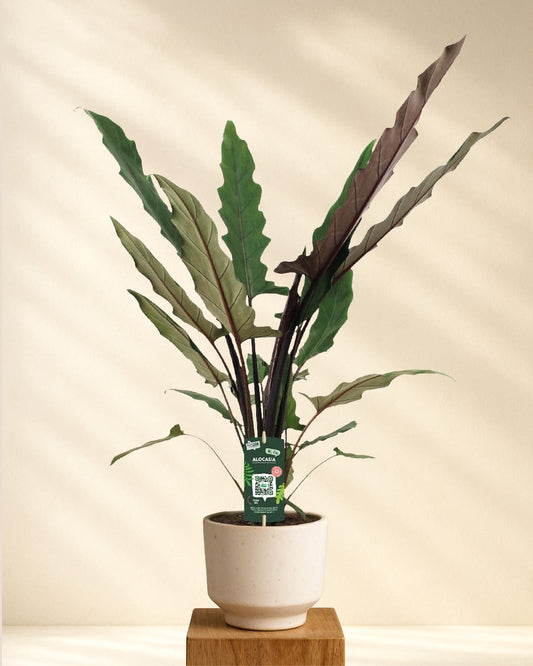Produktbild Alocasia Lauterbachiana