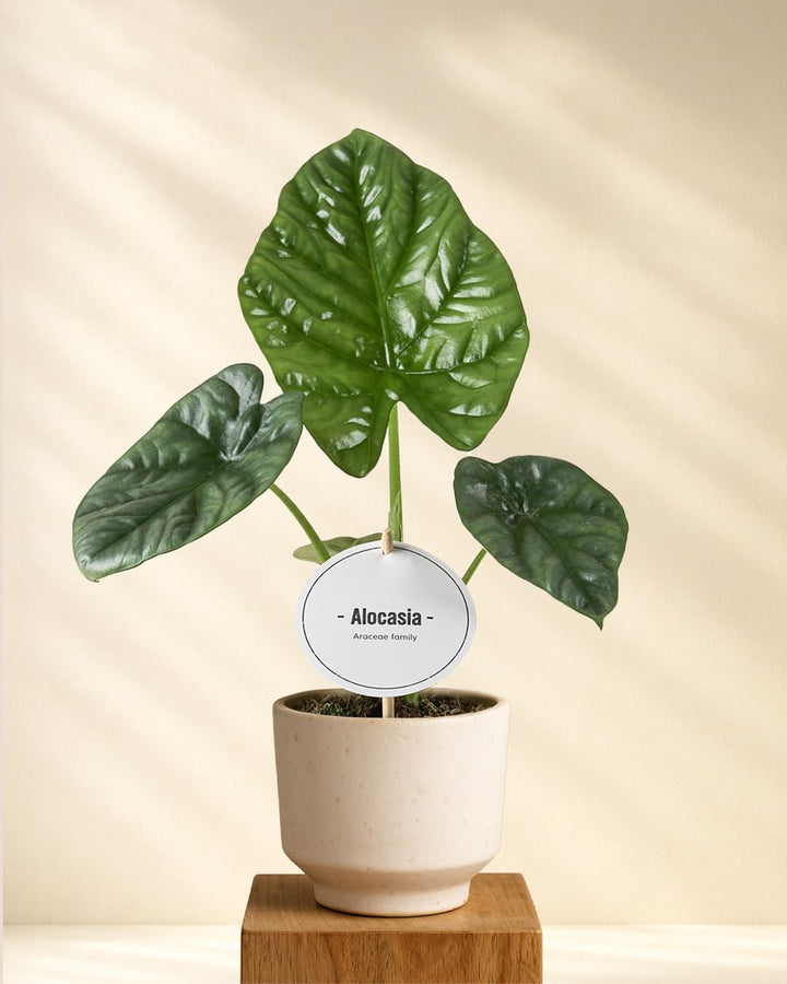 Alocasia Lukiwan