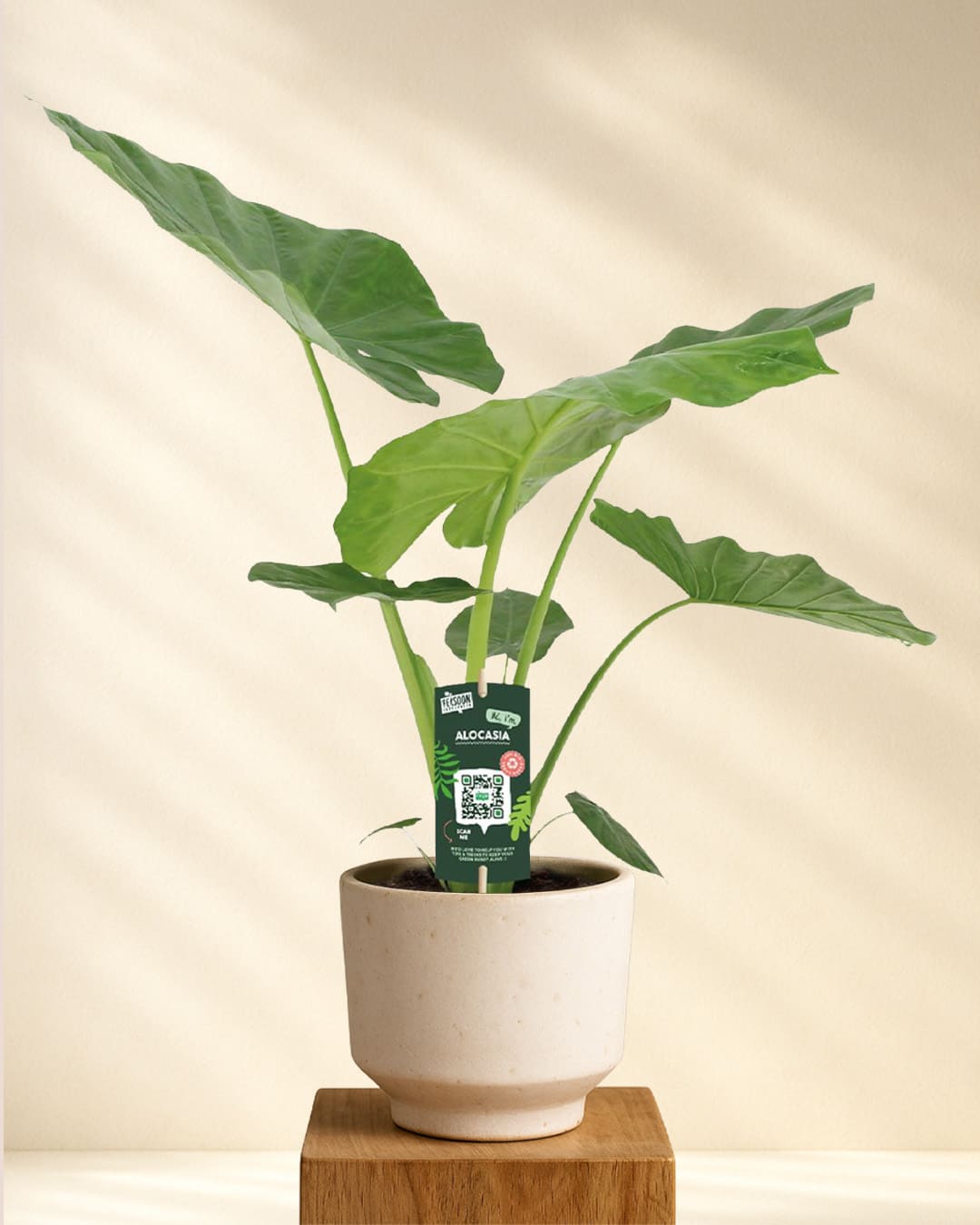Produktbild Alocasia Macrorrhiza
