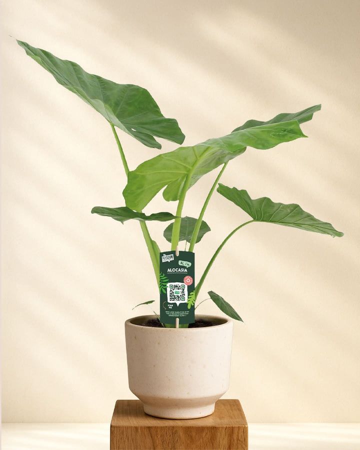 Alocasia Macrorrhiza