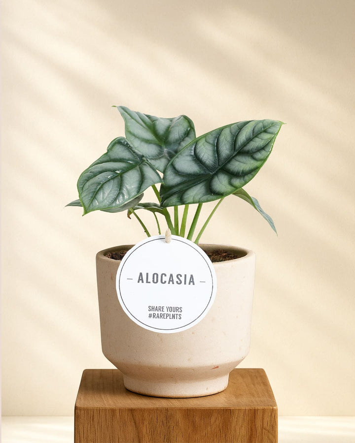 Alocasia Silver Dragon