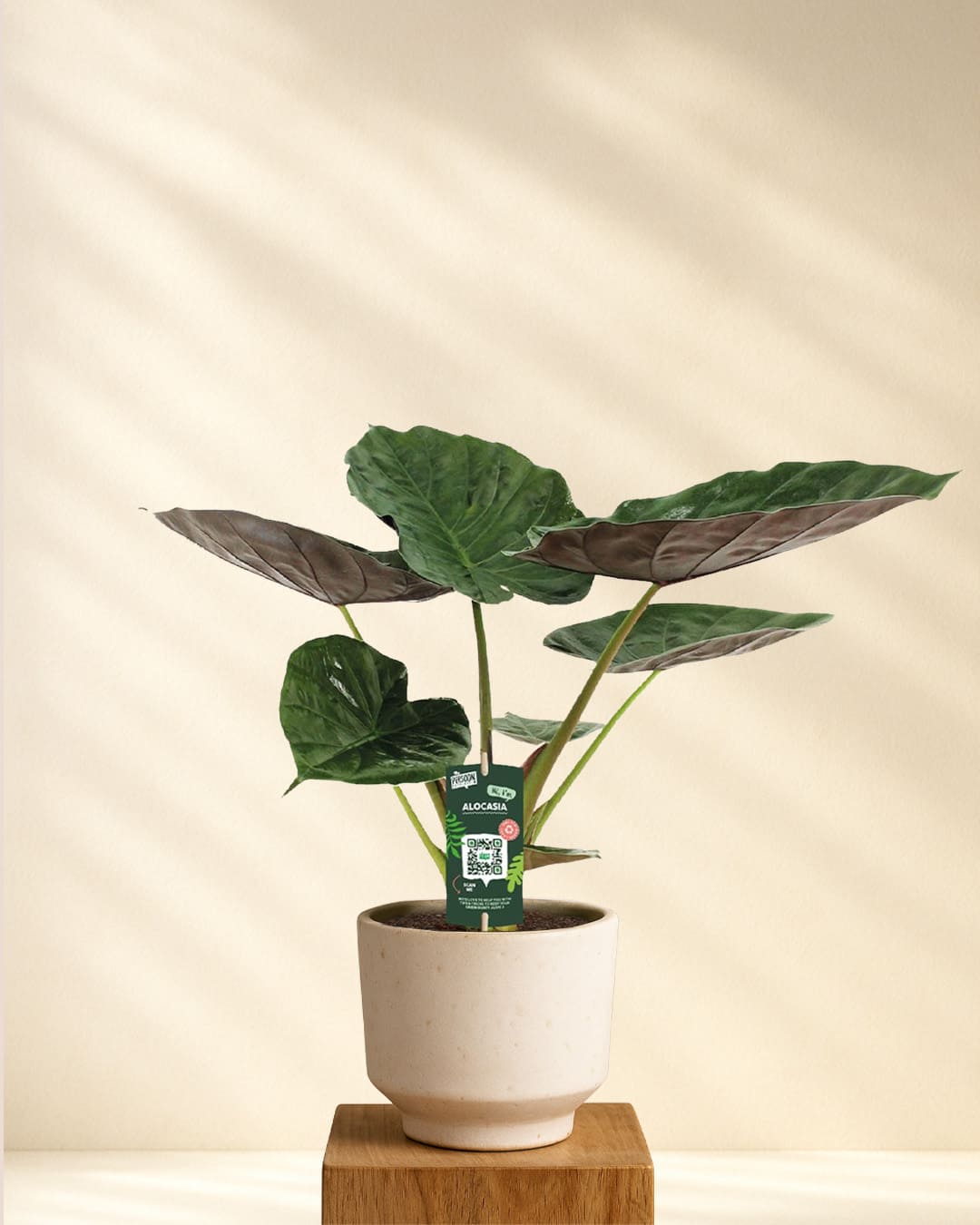 Produktbild Alocasia Wentii Elefantenohr