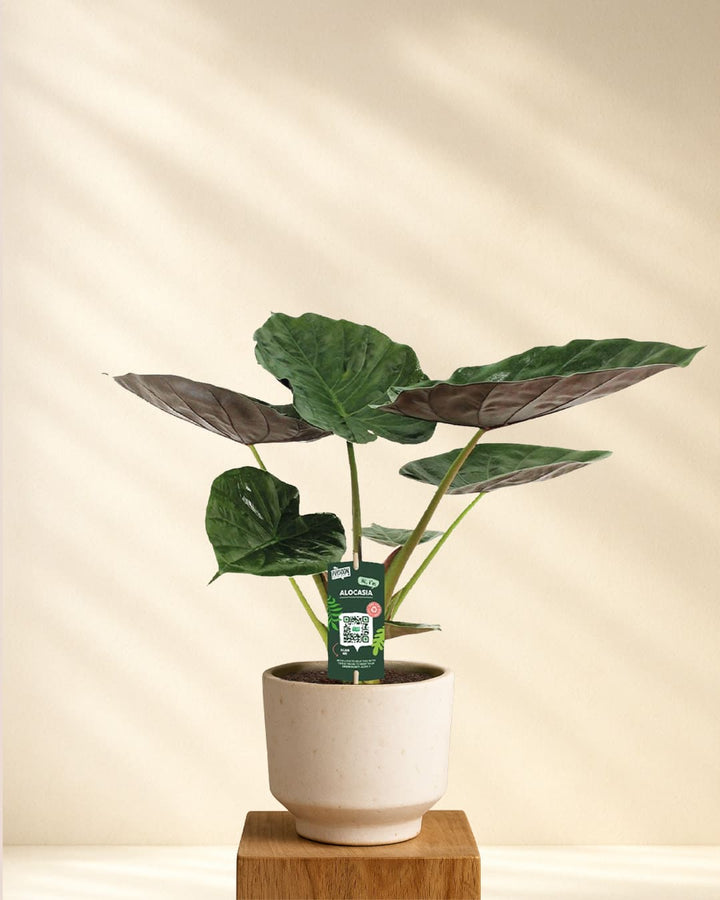 Alocasia Wentii (Elefantenohr)