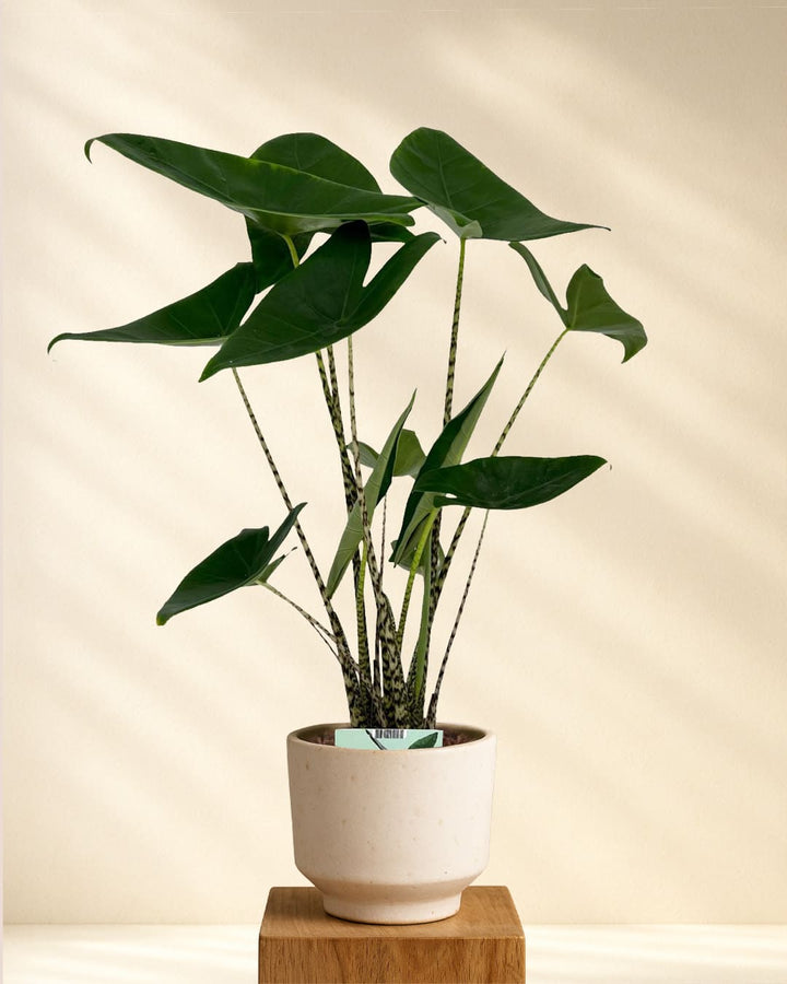 Alocasia Zebrina