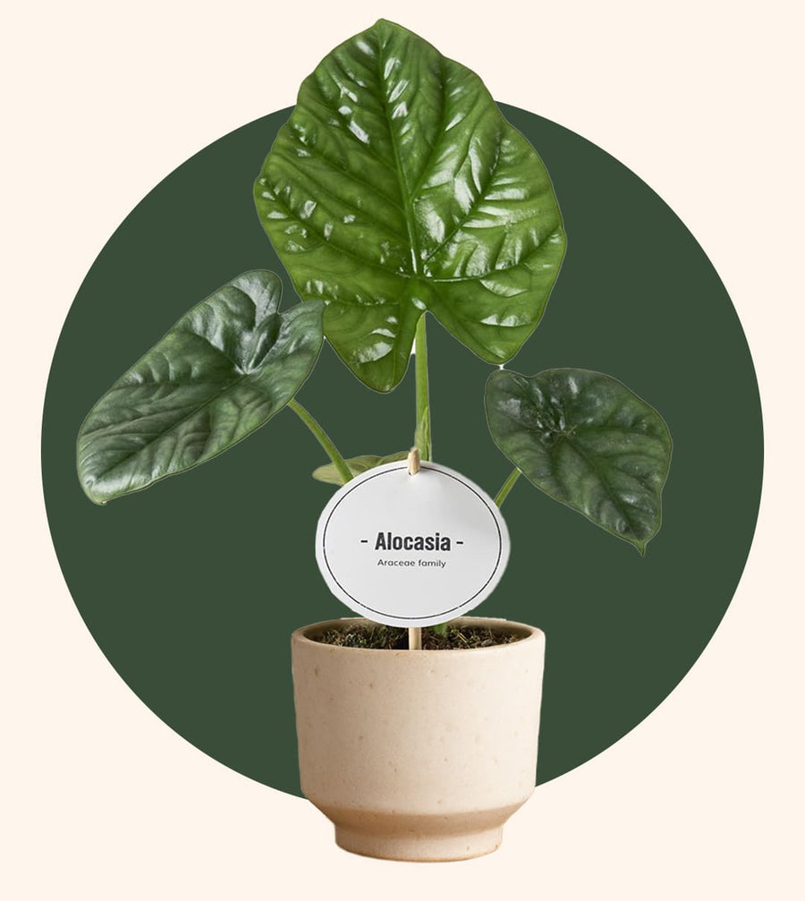 Alocasia auf grünem Kreis