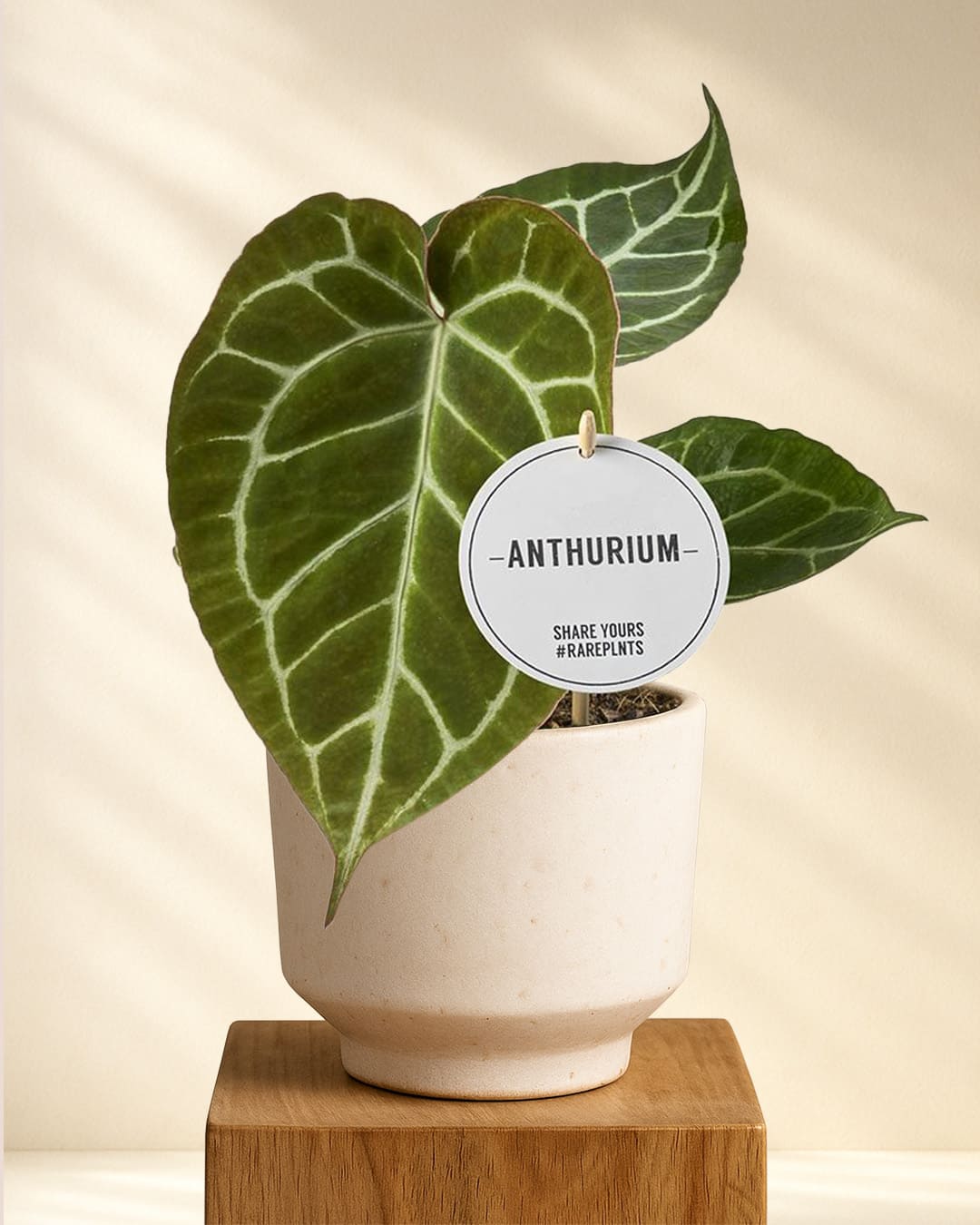 Anthurium Crystallinum