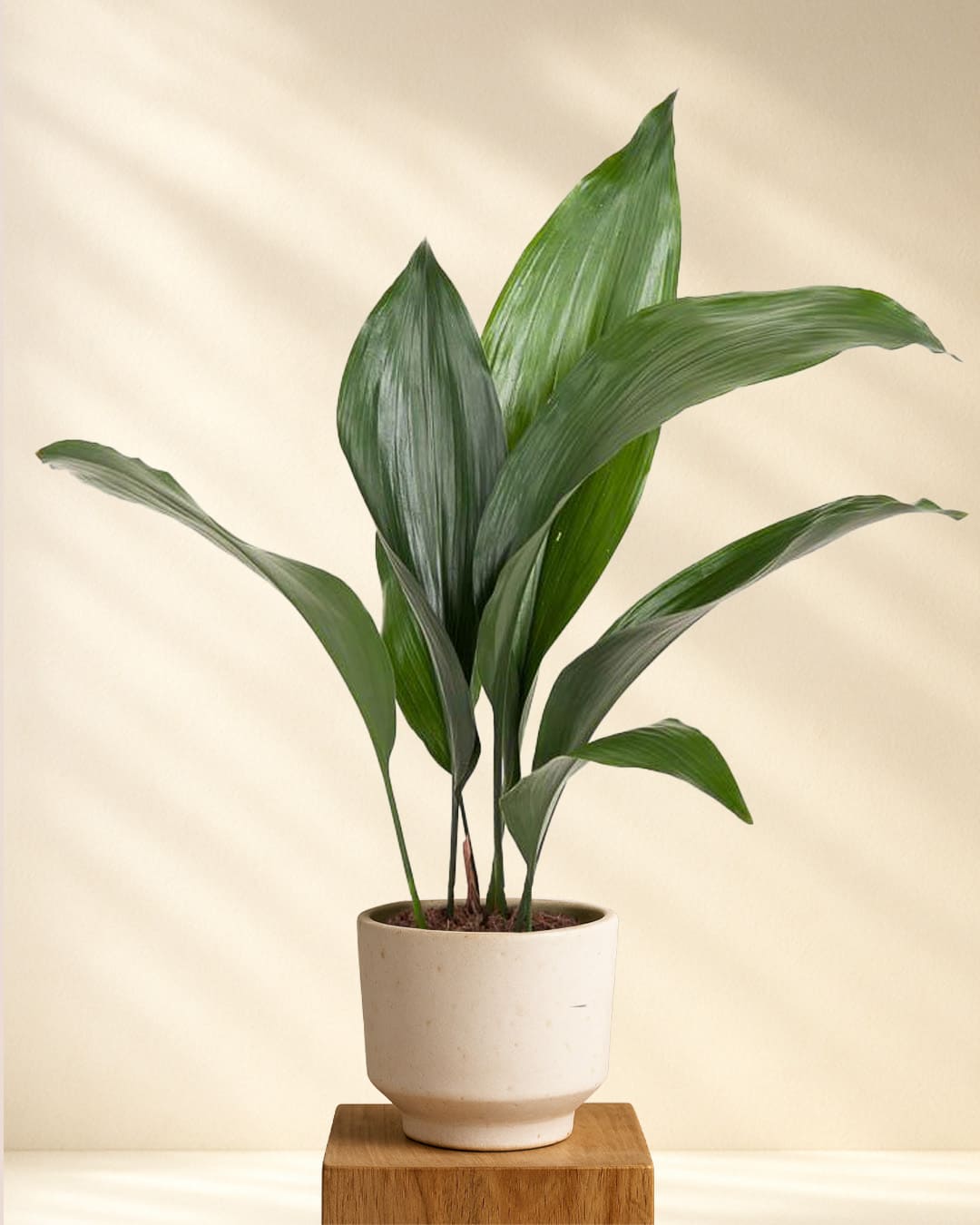 Aspidistra Elatior (Schusterpalme)