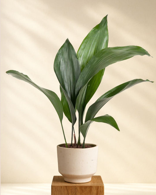 Aspidistra Elatior (Schusterpalme)