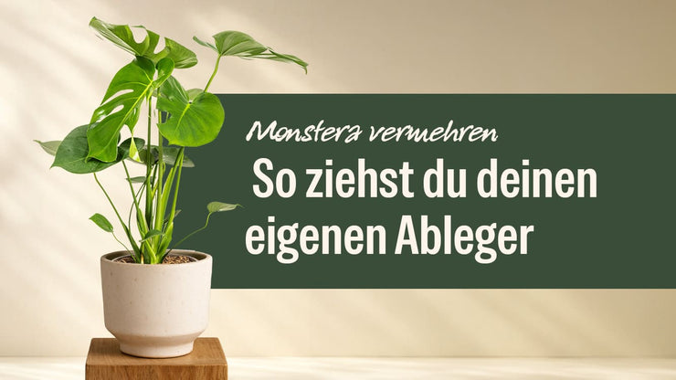 Monstera vermehren: So ziehst du deinen eigenen Ableger erfolgreich heran