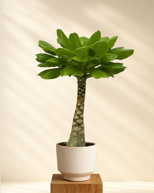 Birghamia Insignis