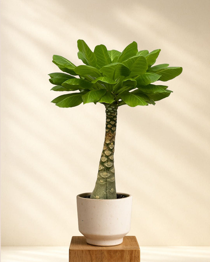 Birghamia Insignis