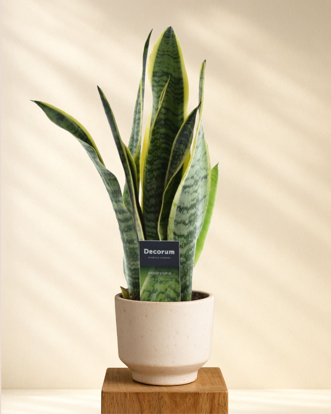 Produktbild: Bogenhanf