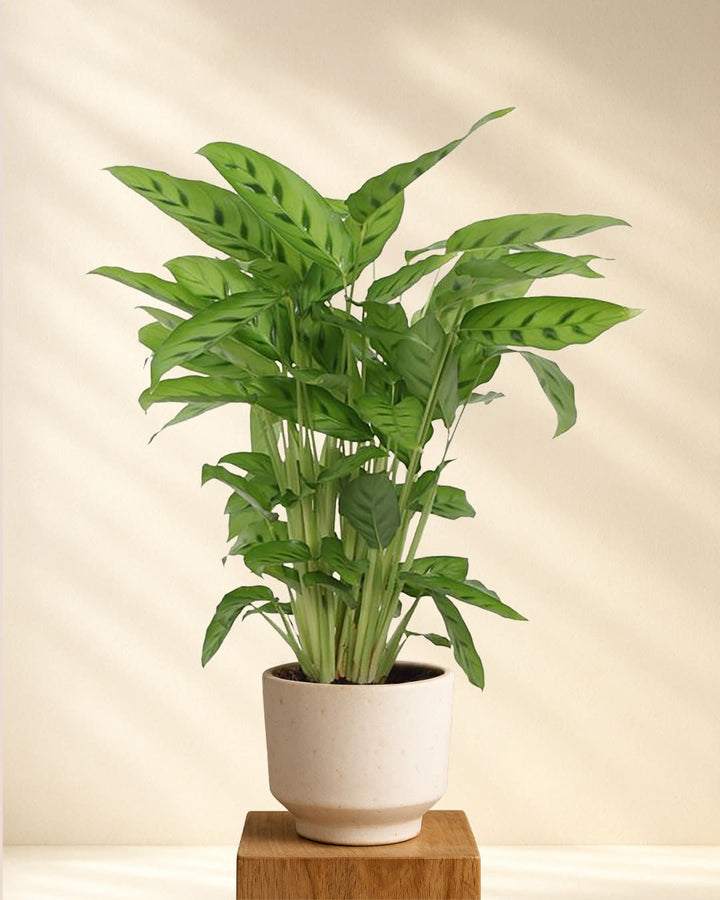 Calathea Leopardina
