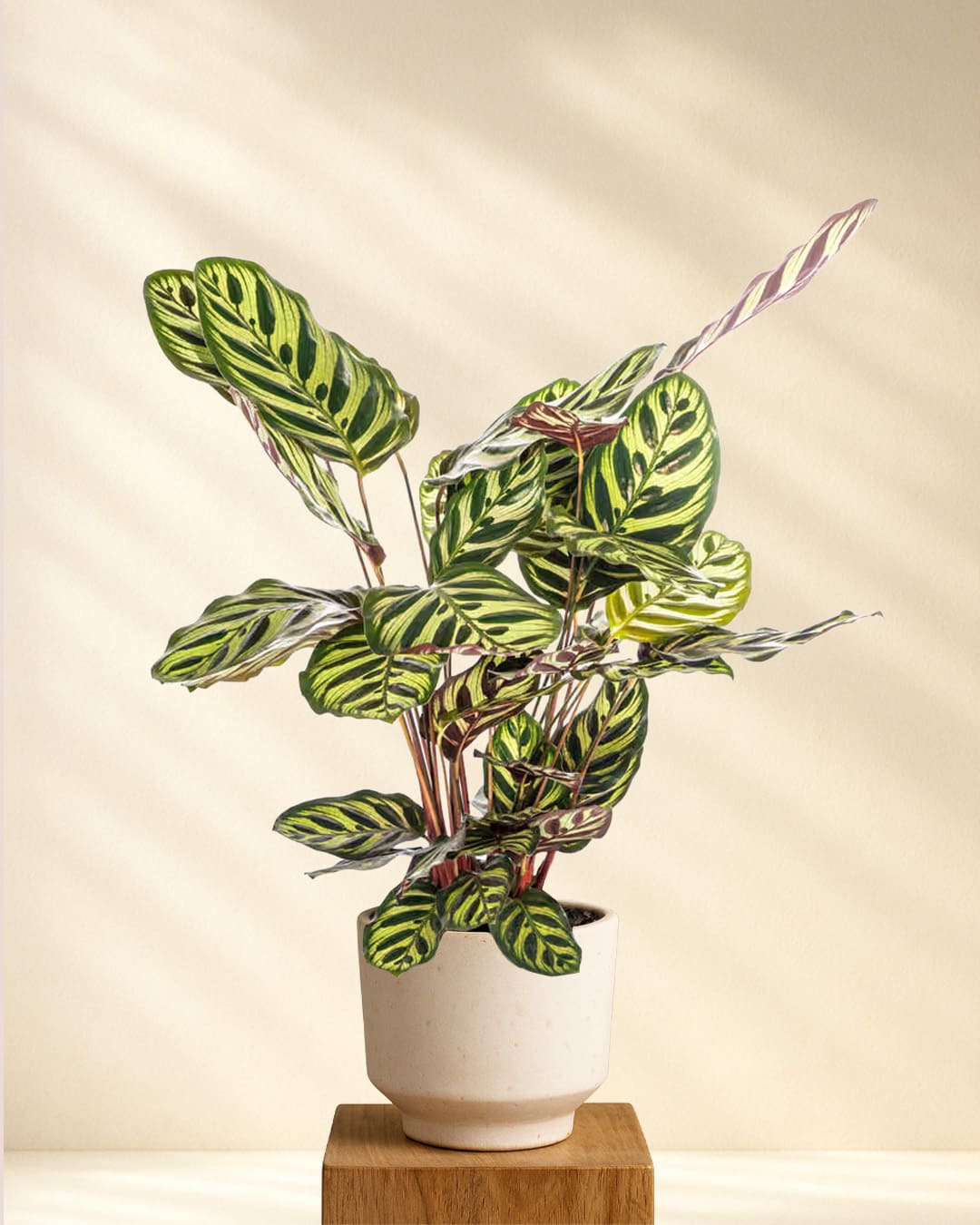 Calathea Makoyana 40 bis 50 cm