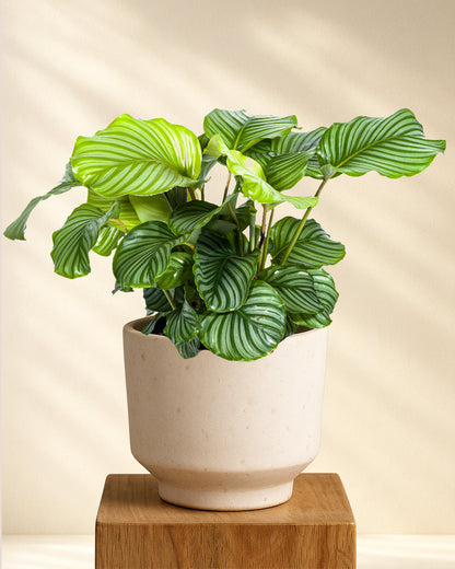 Produktbild Calathea Orbifolia 70-90cm