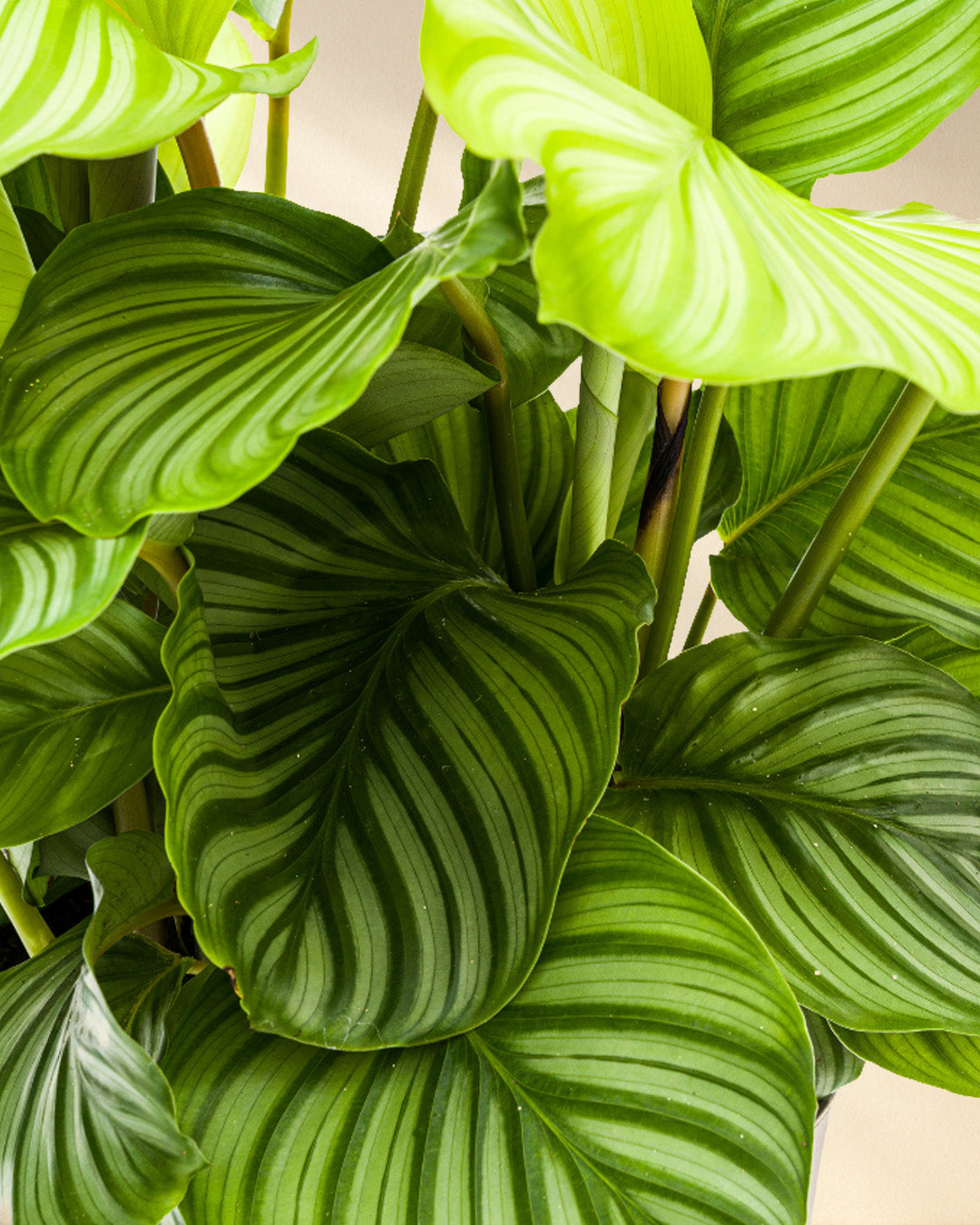 Calathea Orbifolia Closeup Blätter