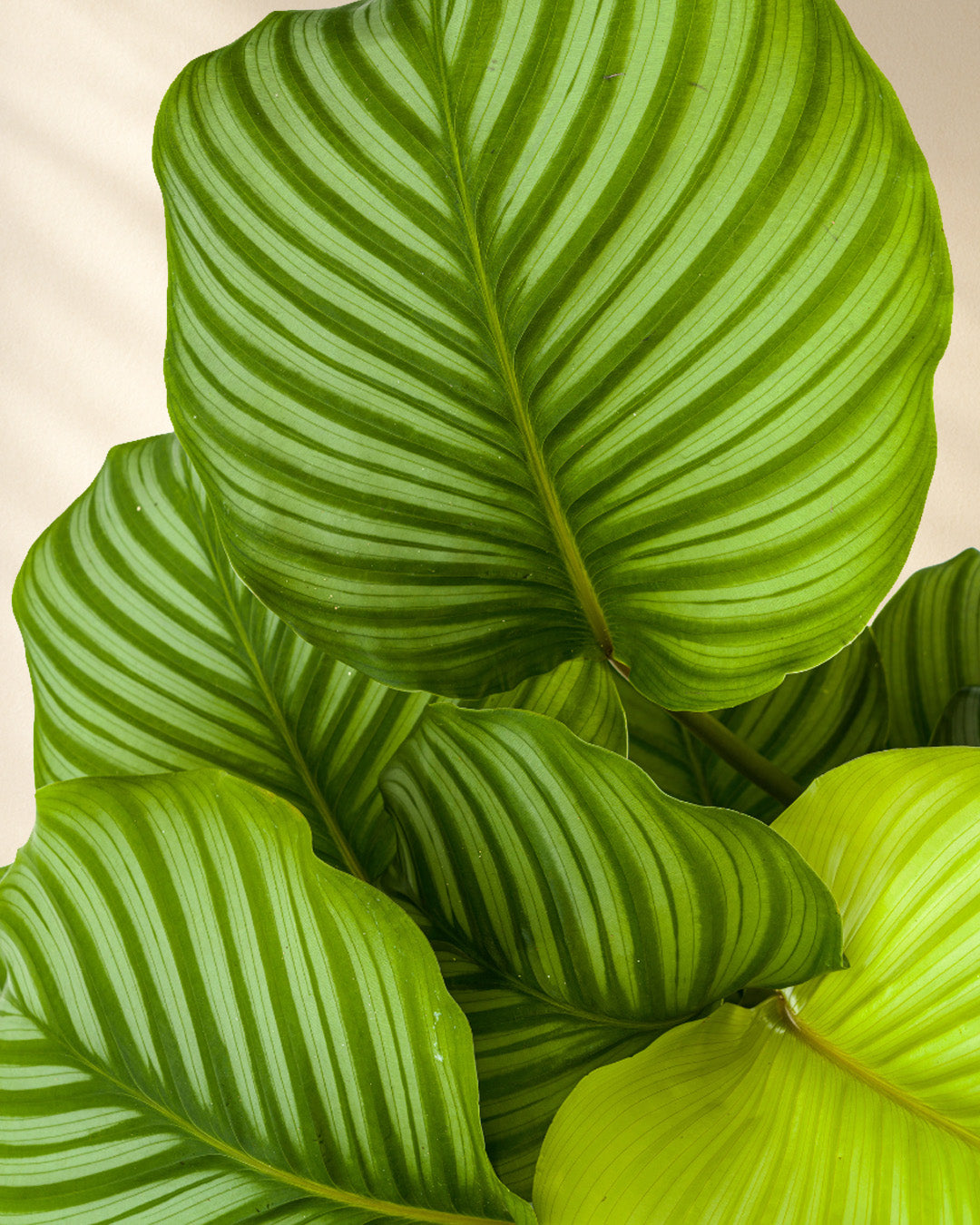Calathea Orbifolia Closeup Blätter 2