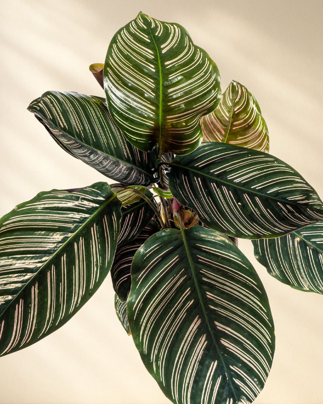 Calathea Ornata Sanderiana CloseUp von oben