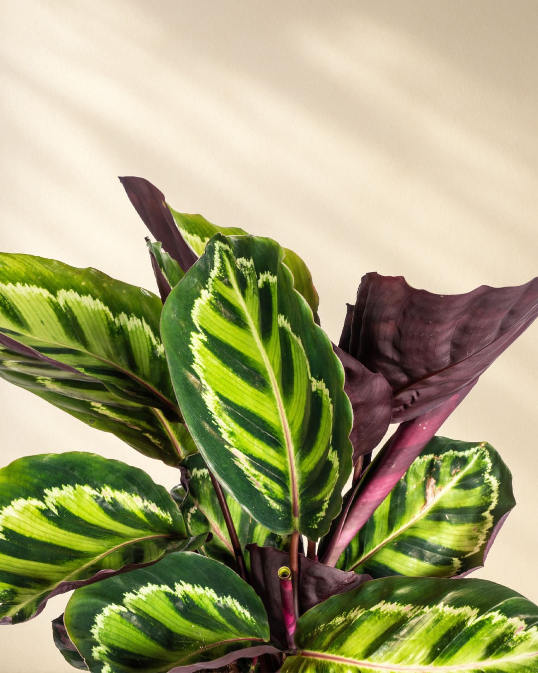 Calathea Roseopicta CloseUp von oben