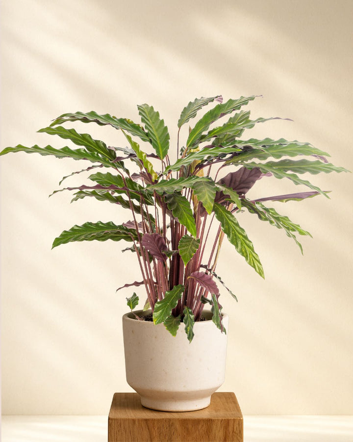 Calathea Rufibarba