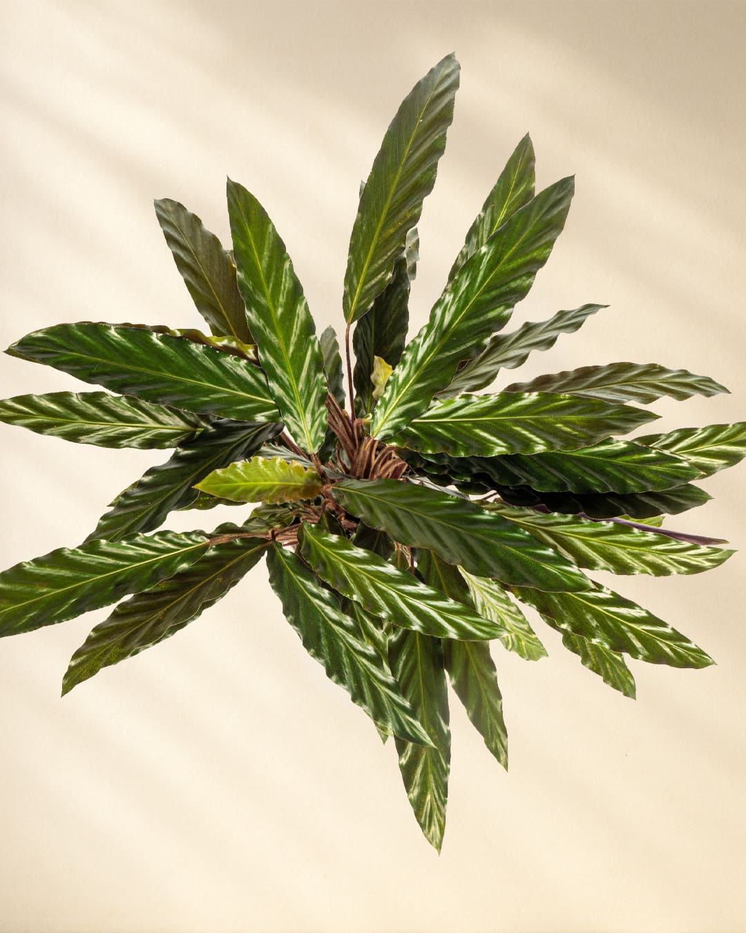 Calathea Rufibarba Closeup von oben