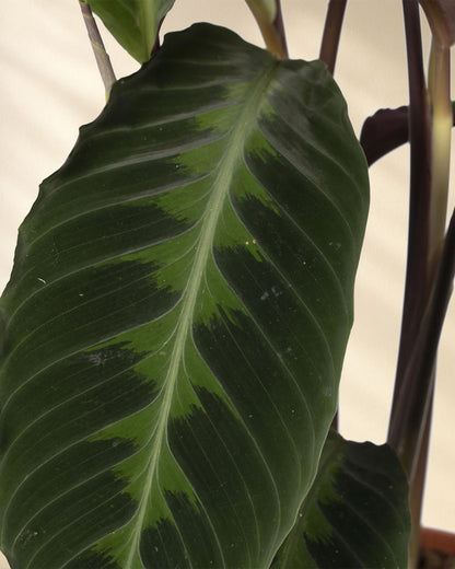 Produktbild: Calathea Warscewiczii Closeup
